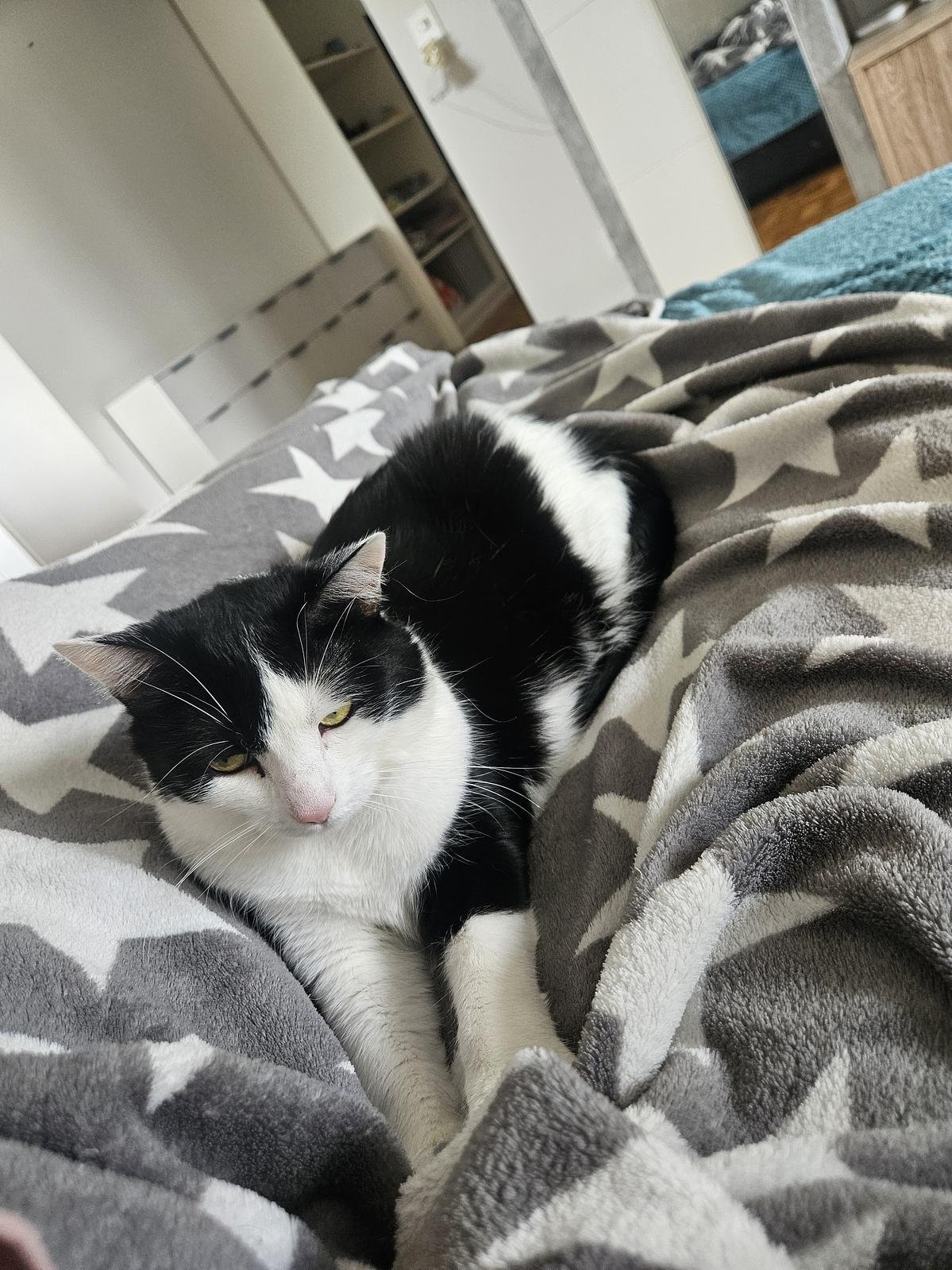 mimi plange lebron 18